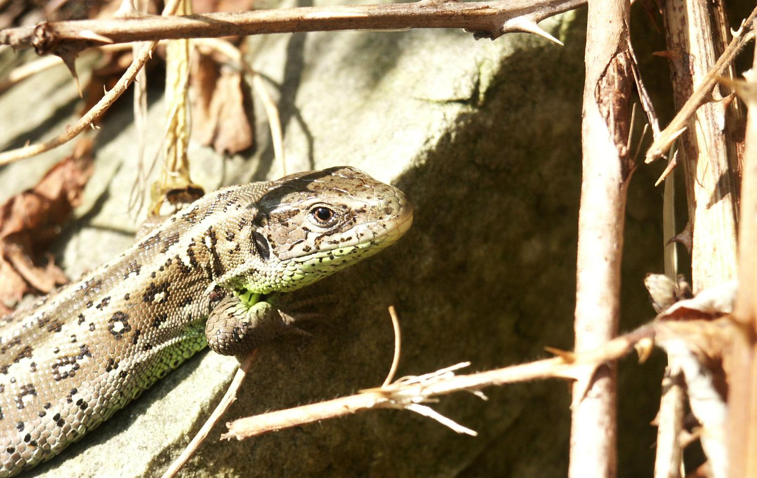 Reptilien Amphibien Neckar Alb E V F Rderprogramme Haus Des Stiftens