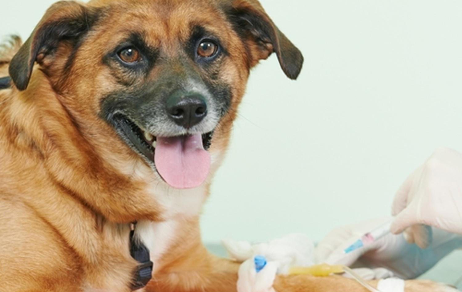 Tierhilfe pro Hund aktiv e.V. Förderprogramme Haus des Stiftens